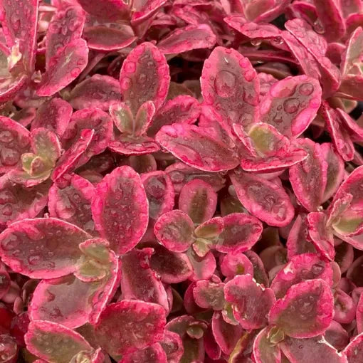 Neon Nova Sedum | Hardy Perennial Pollinator Plant-Sunsparkler