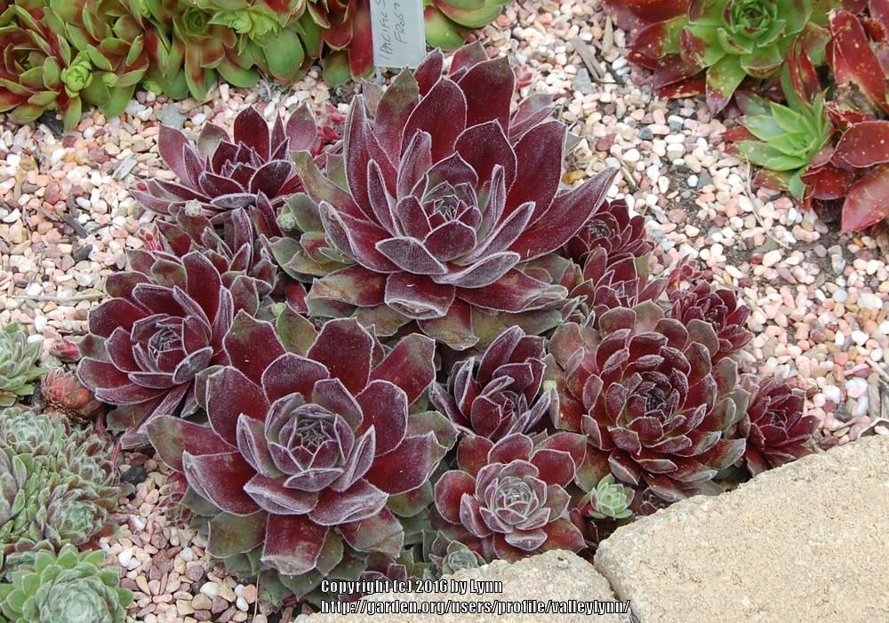 Pacific Spring Frost Succulent - Hens & Chicks Sempervivum Houseleek Plant - 4 inch pot
