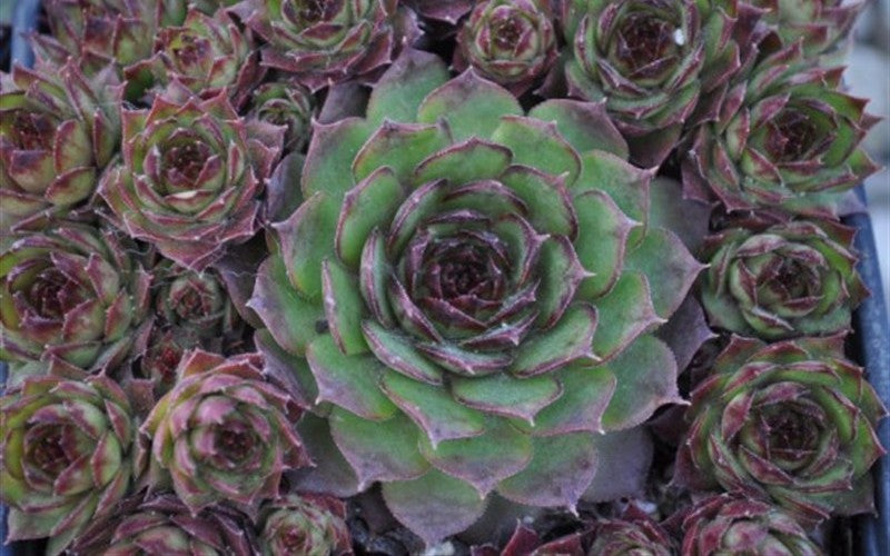 Silverine Succulent - Hens & Chicks Houseleek Sempervivum Plant - 4 inch pot