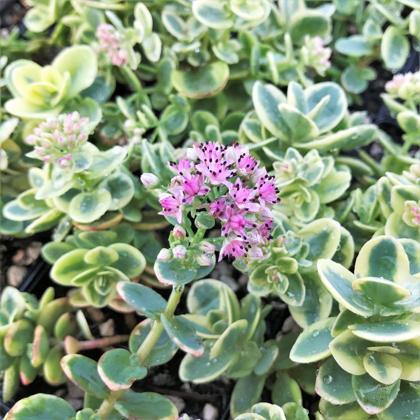 Lime Twister Stonecrop Sedum Succulent Plant by Sunsparkler® - 4 inch pot