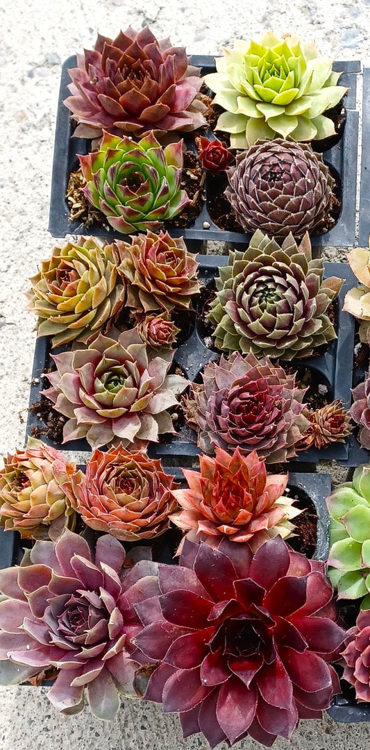 Cold Hardy Succulent Plugs – Assorted Sempervivum (2” Size)