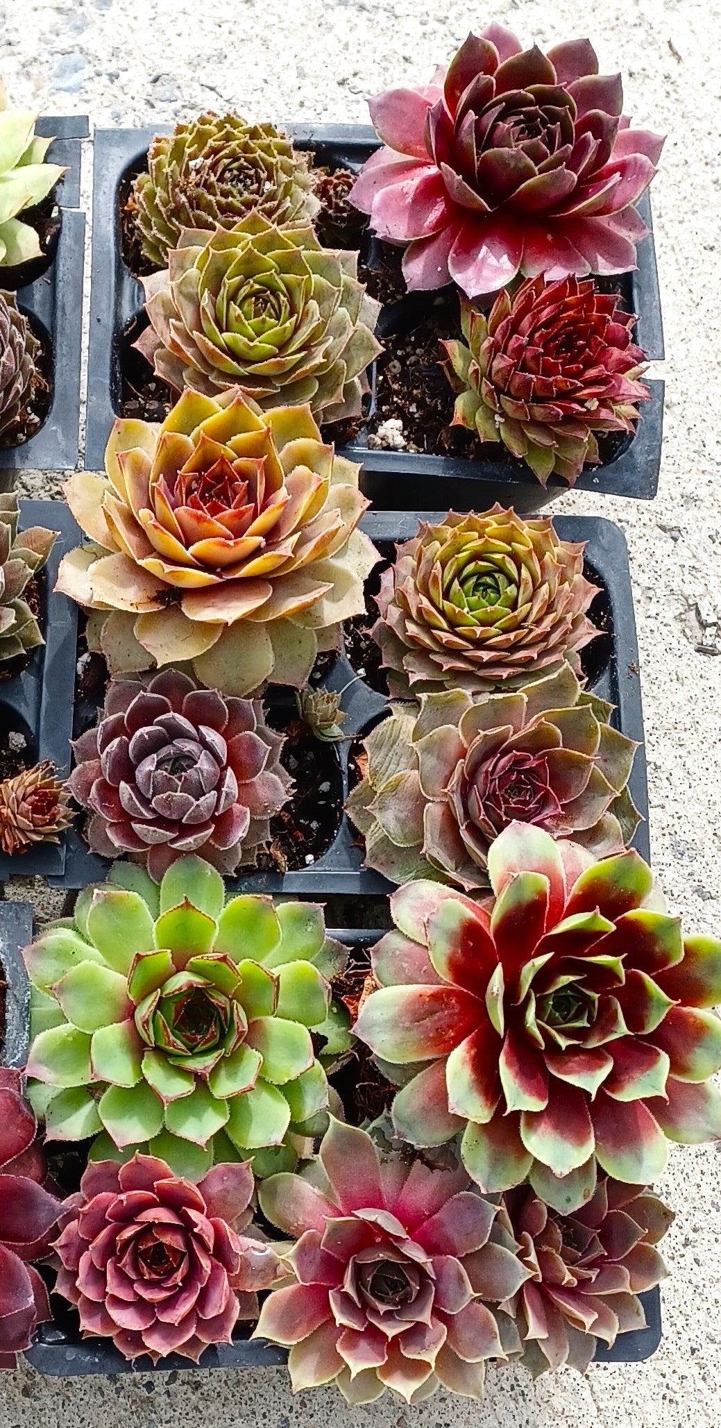 Live Succulents 12 pack of Cold Hardy Hen and Chick Sempervivum Easy Care Plants approx 2" each Wedding Favors Crafts Gift
