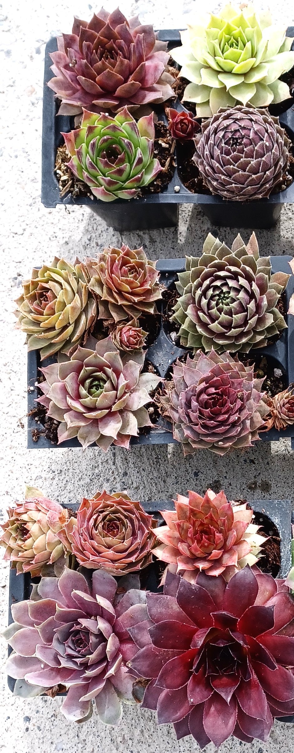 Live Succulents 12 pack of Cold Hardy Hen and Chick Sempervivum Easy Care Plants approx 2" each Wedding Favors Crafts Gift