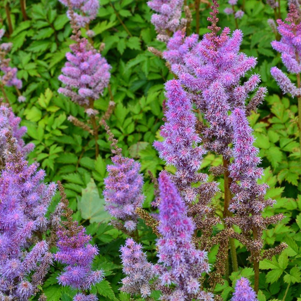 Pumila Dwarf Chinese Astilbe Plant - 1 gallon pot