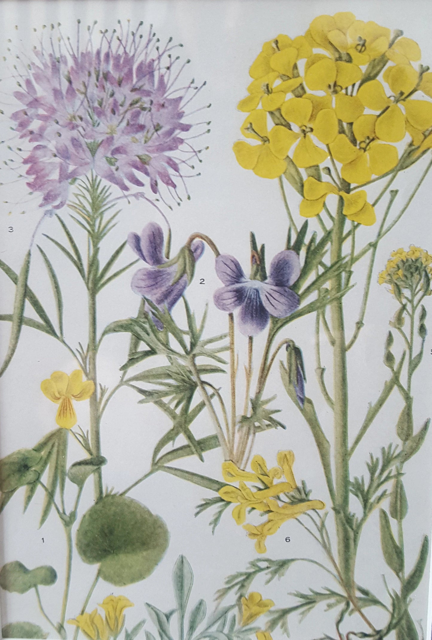 Wildflower Vintage Print Antique Light Green Frame