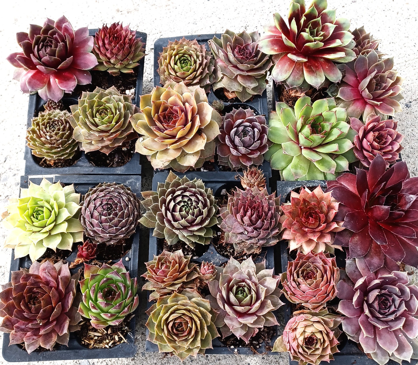 Live Succulents 12 pack of Cold Hardy Hen and Chick Sempervivum Easy Care Plants approx 2" each Wedding Favors Crafts Gift