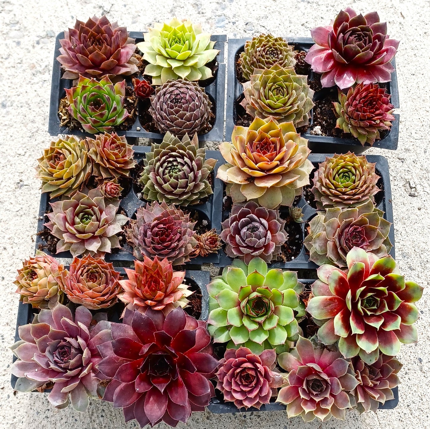 Live Succulents 12 pack of Cold Hardy Hen and Chick Sempervivum Easy Care Plants approx 2" each Wedding Favors Crafts Gift