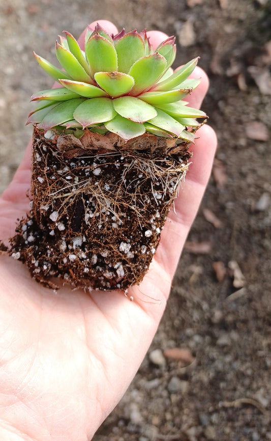 Hens & Chicks Succulents (Sempervivum) – 24 Pack (2 Dozen) | 2-Inch Assorted Variety