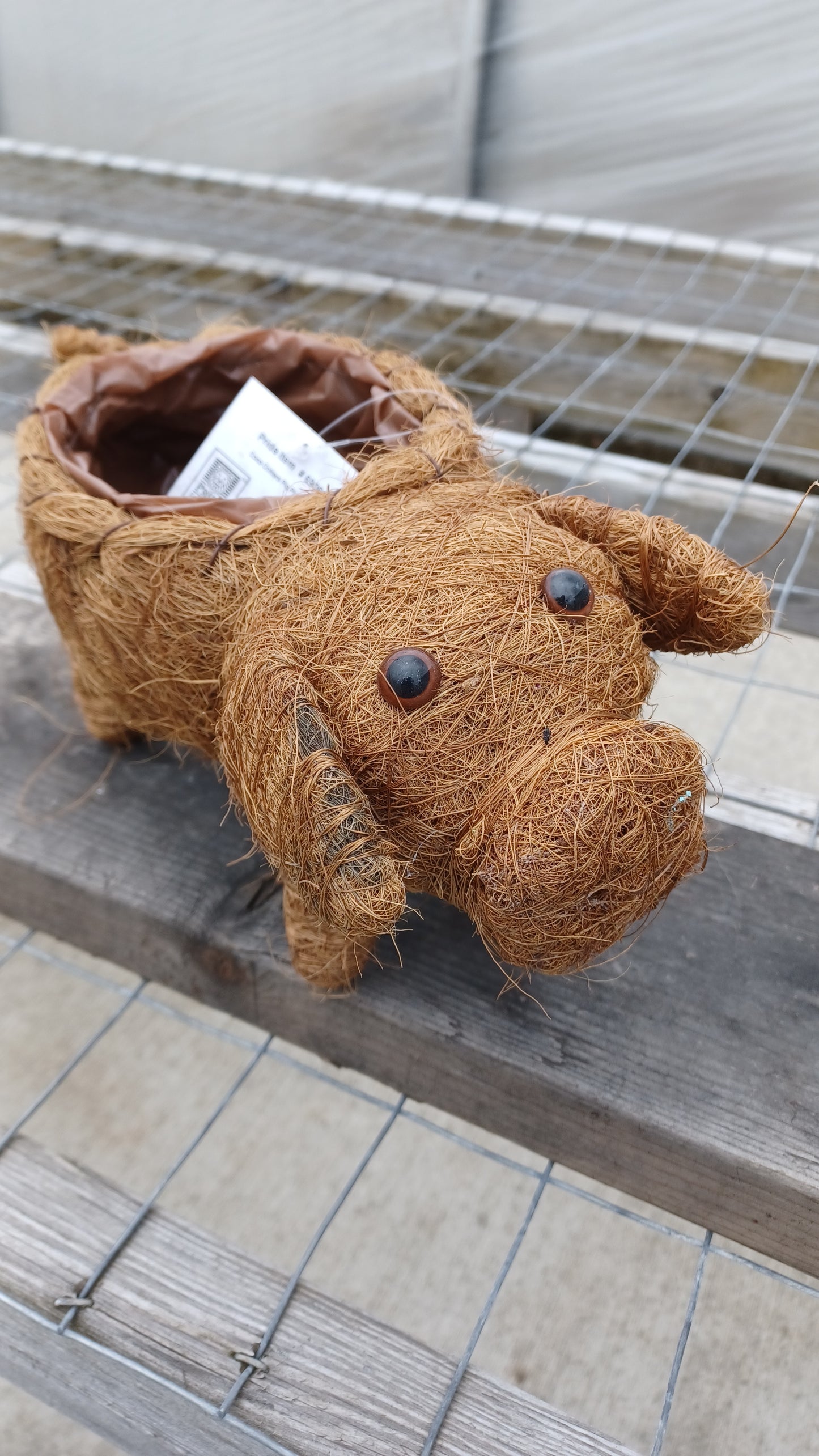 Coco Critter Pig Tabletop Planter made with Preserved Mountain Moss by Pride Garden Products™