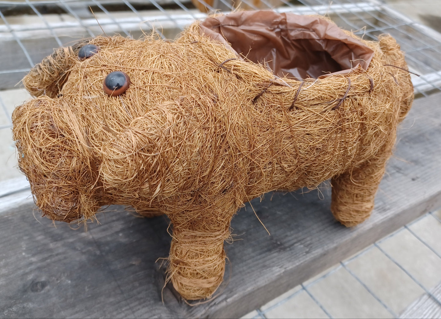 Coco Critter Pig Tabletop Planter made with Preserved Mountain Moss by Pride Garden Products™