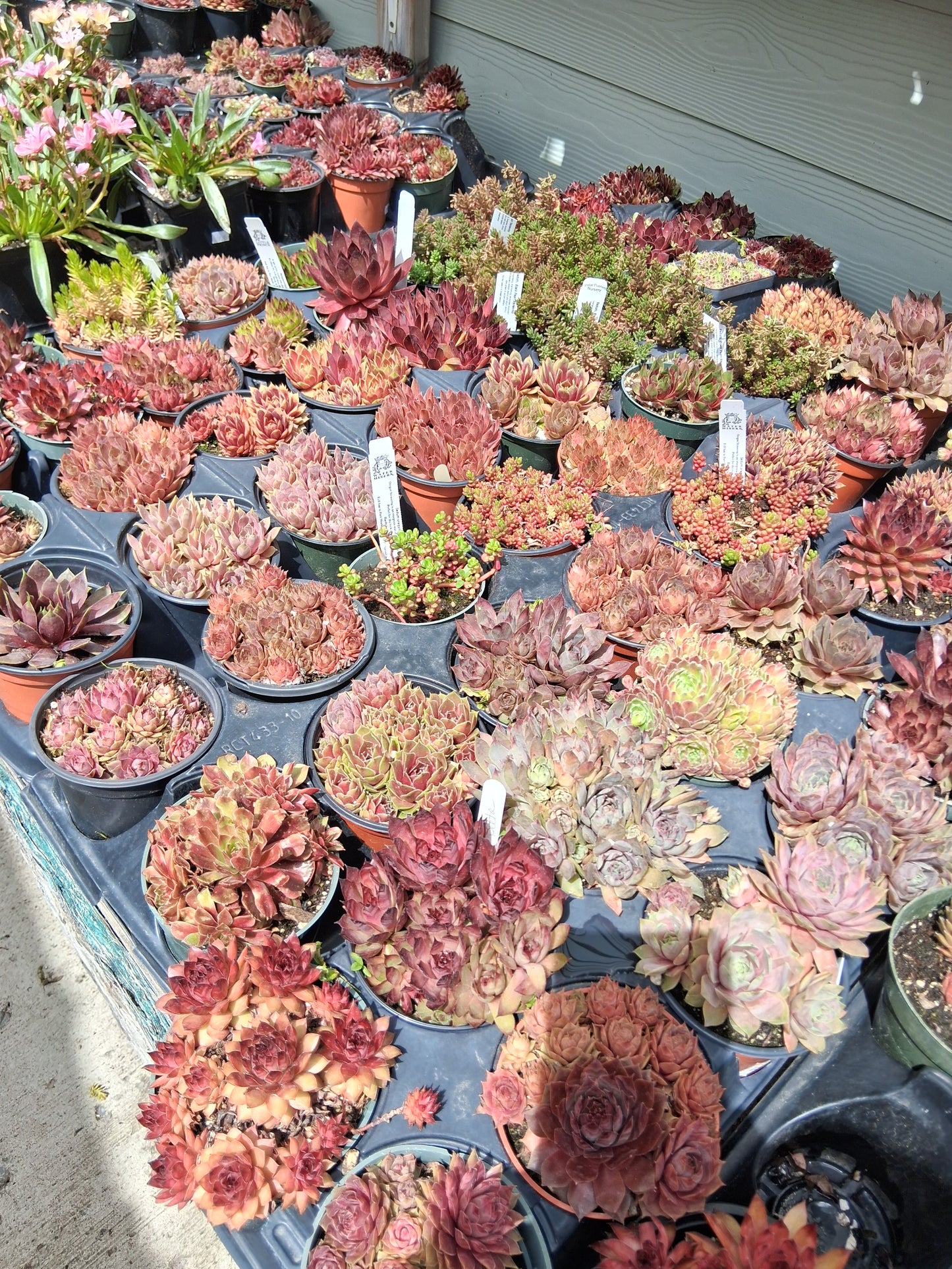 Cold Hardy Succulents 12-Pack Assorted Hen and Chicks plants - 4" pots