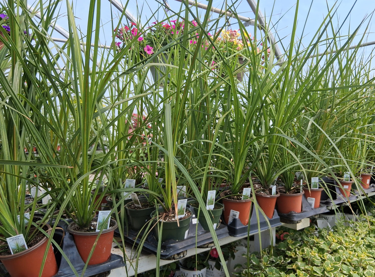 Dracaena Spikes Indivisa Annual Indoor Outdoor Plant - 4" pot