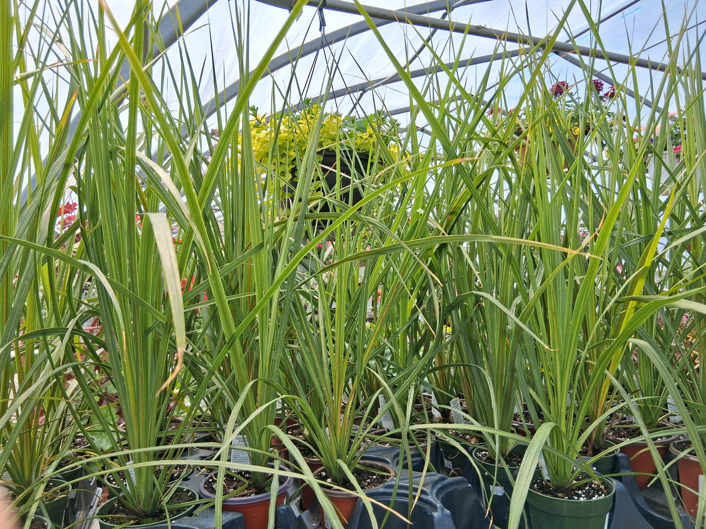Dracaena Spikes Indivisa Annual Indoor Outdoor Plant - 4" pot
