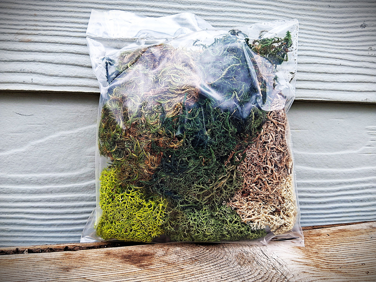 Moss Frame Kit from Bella Moss - 12" wood frame and preserved moss for living wall art - Syndicate Home and Garden