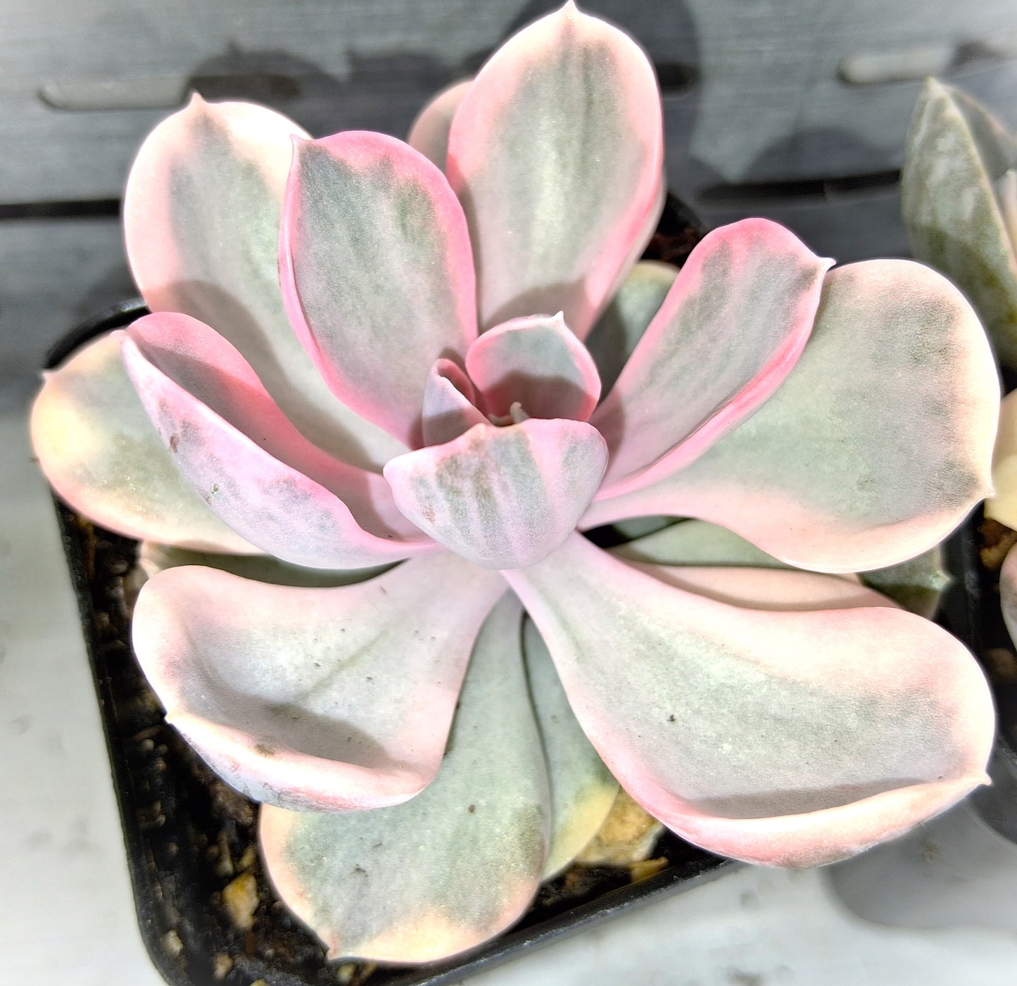 Rainbow Echeveria - Tender Succulent Indoor Houseplant 2x3" Pot