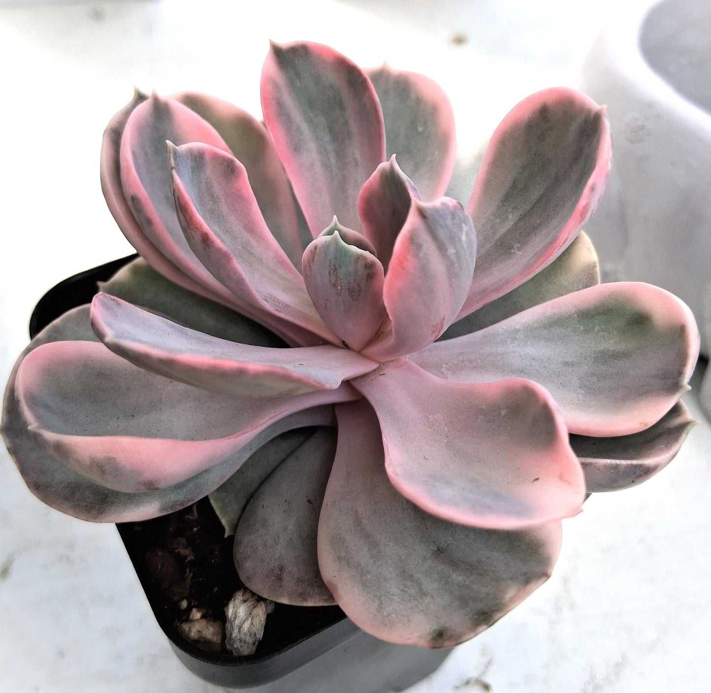 Rainbow Echeveria - Tender Succulent Indoor Houseplant 2x3" Pot