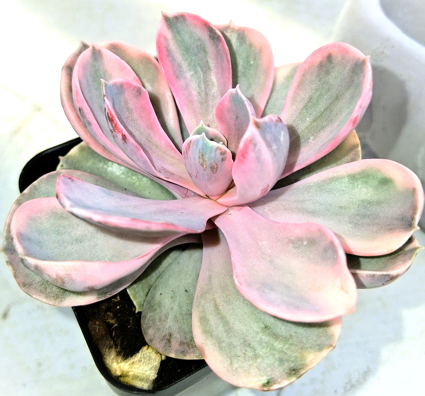 Rainbow Echeveria - Tender Succulent Indoor Houseplant 2x3" Pot