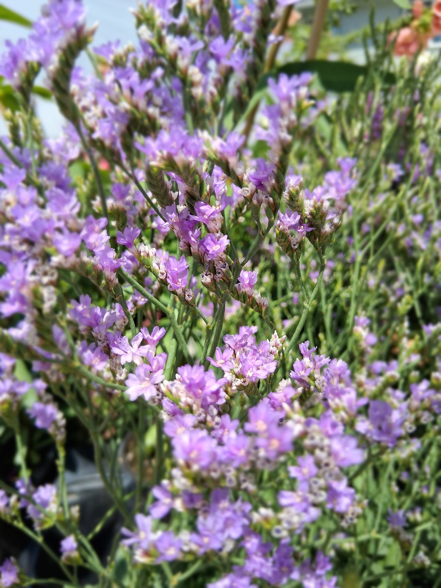 Blue Diamond Statice- Dwarf Sea Lavender - Marsh Rosemary - Limonium Speciosum Plant - 1 quart pot