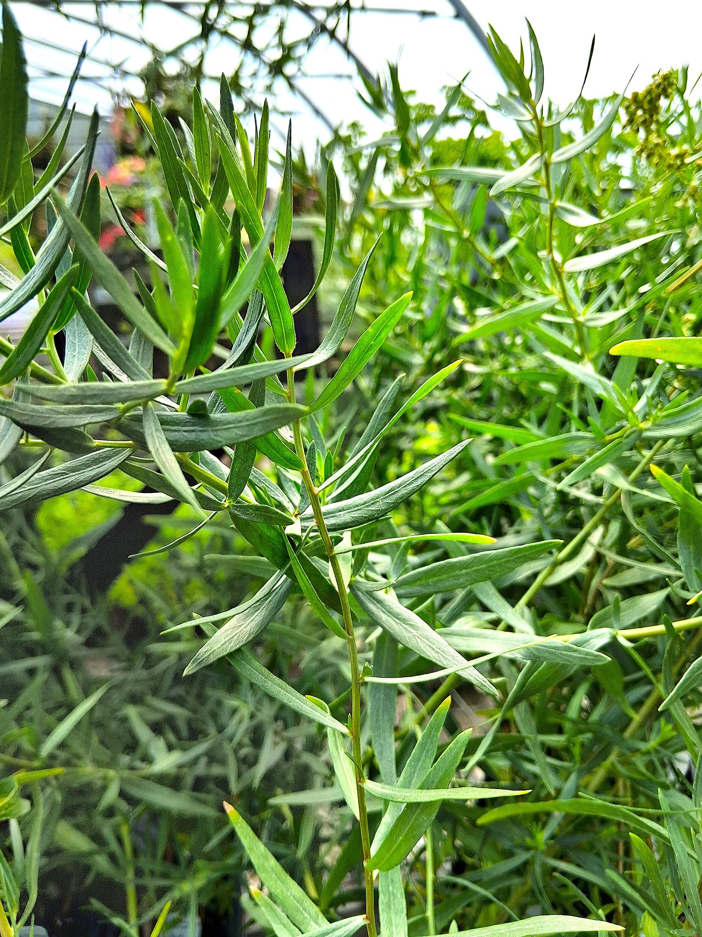 French Tarragon Herb Plant - Artemisia dracunculus var. sativa Plant - 4 inch pot