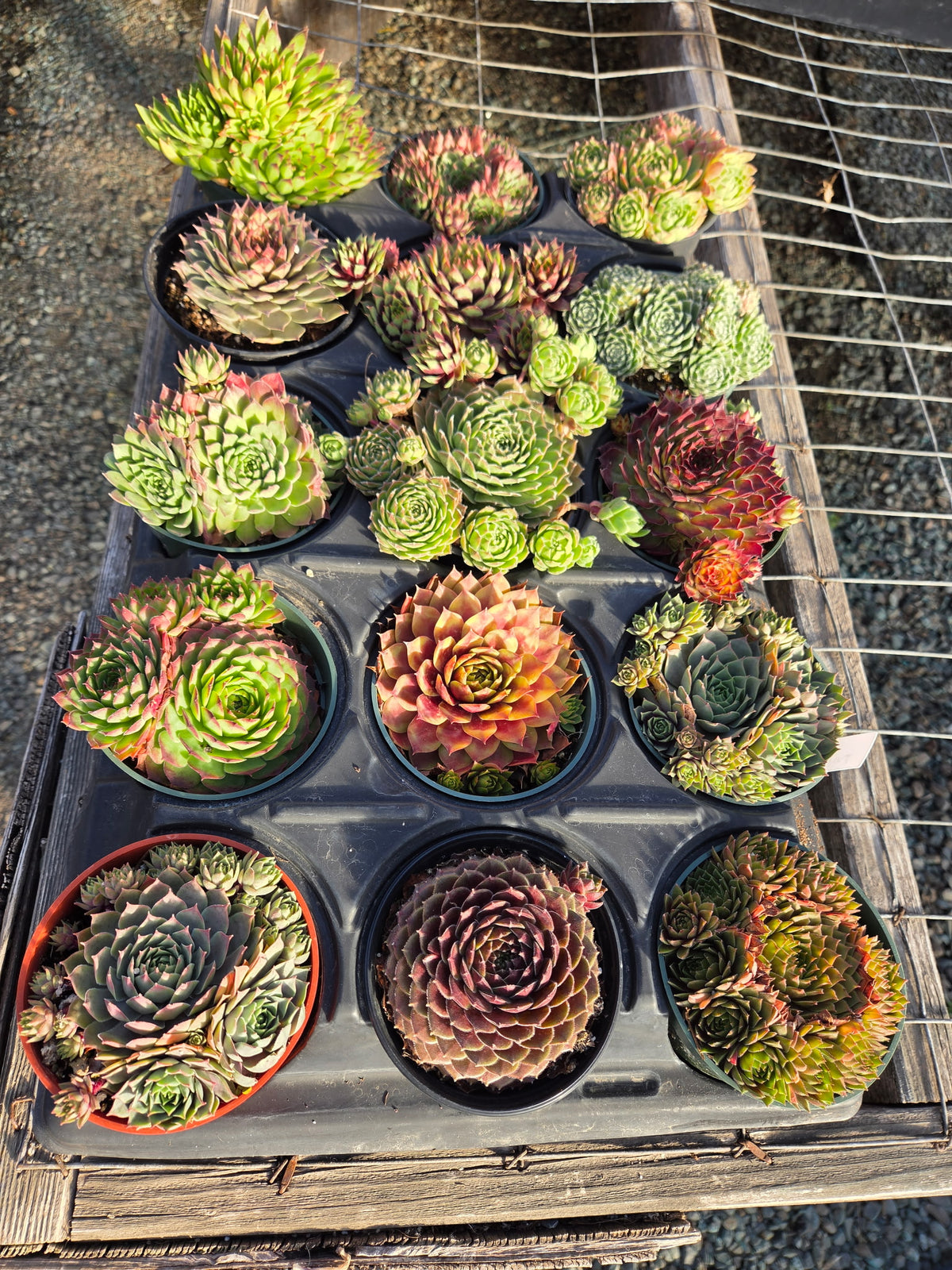 Cold Hardy Succulents 10-Pack Assorted Hens & Chicks – 4 Inch Pots
