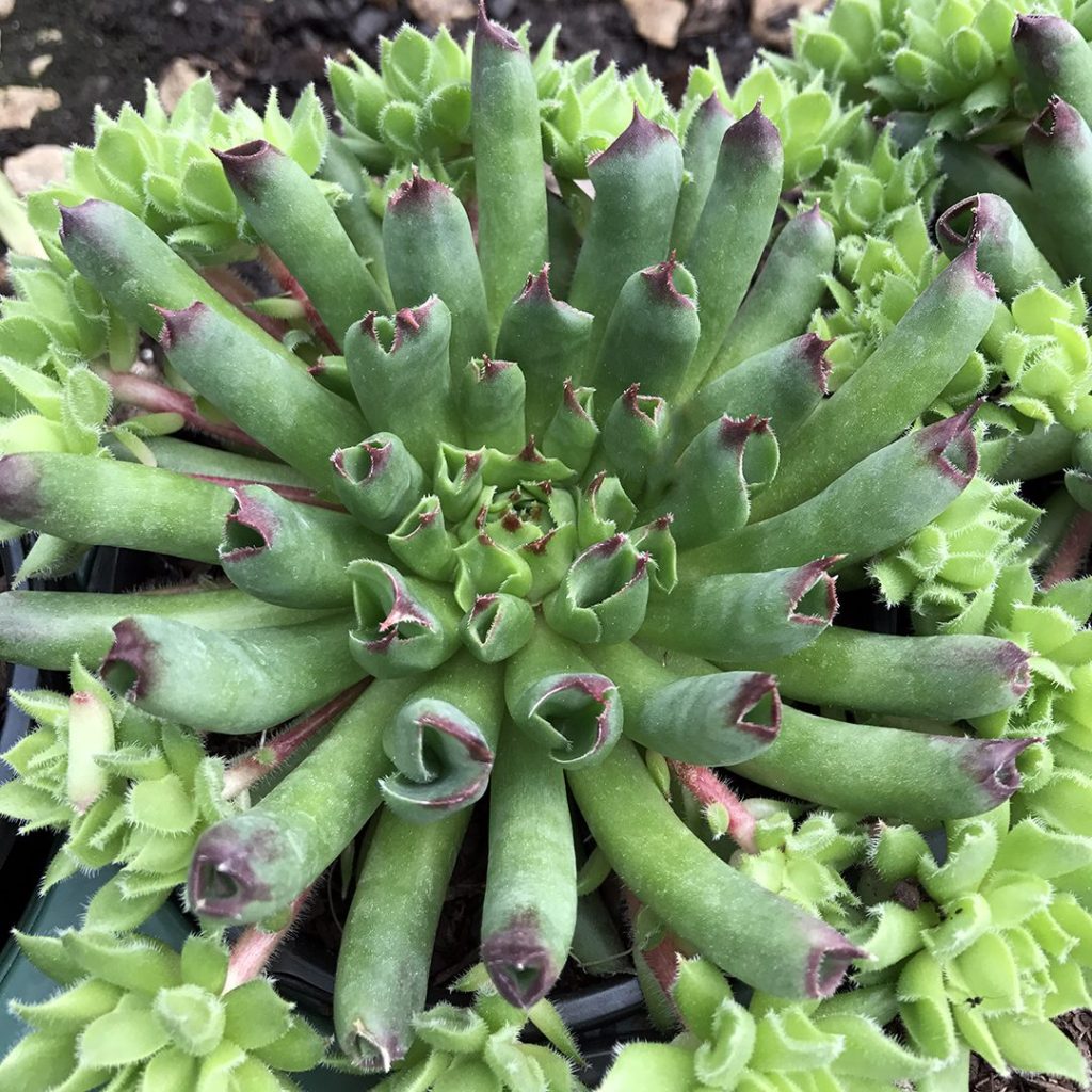 Oddity Succulent - Hens & Chicks Houseleek Sempervivum Plant - 4 inch pot