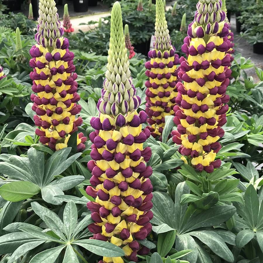 Manhattan Lights Lupine - Bicolor Lupine Plant by Westcountry™ - 2 gallon pot