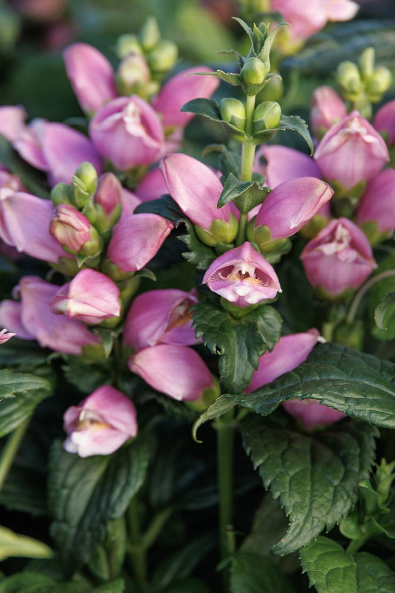 Tiny Tortuga Turtlehead - Chelone Obliqua Plant - 1 qt pot