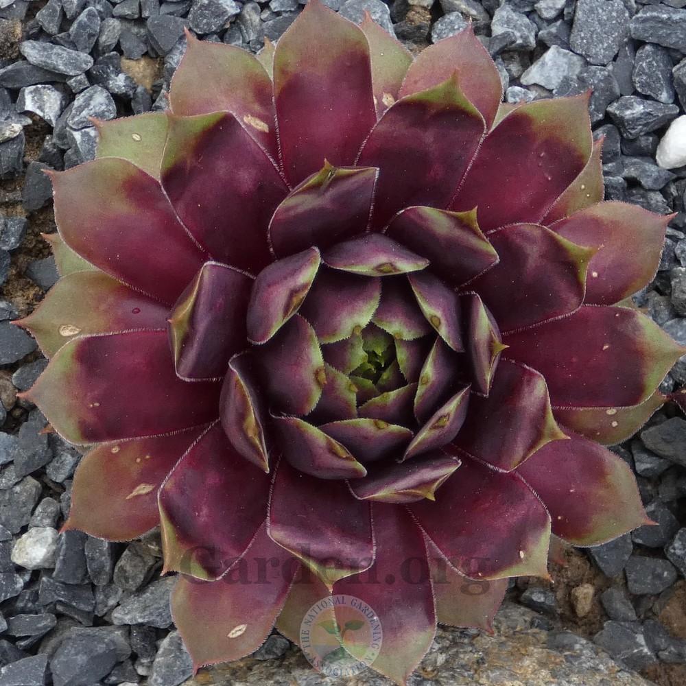 Pluto Succulent - Hens & Chicks Houseleek Sempervivum Plant - 4 inch pot