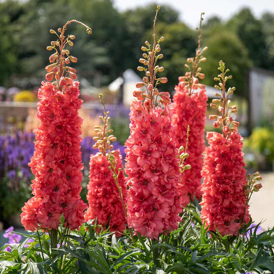 Red Lark Delphinium Plant - 1 gallon pot