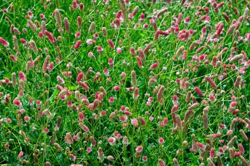 Pink Tanna Sanguisorba Plant - aka Great Burnet - 1 qt pot