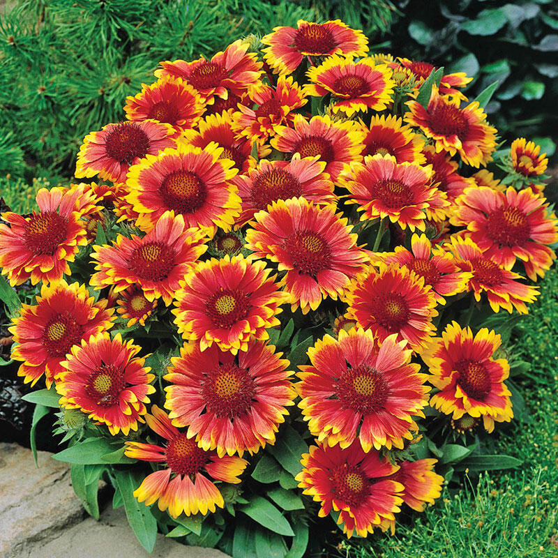 Goblin Blanket Flower - Gaillardia Perennial Plant - 1 quart pot