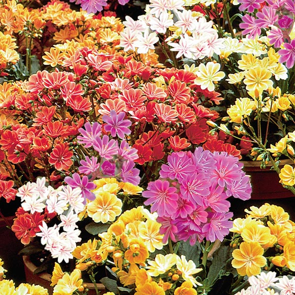 Rainbow Mix Succulent - Lewisia Cotyledon Plant - 1 quart pot