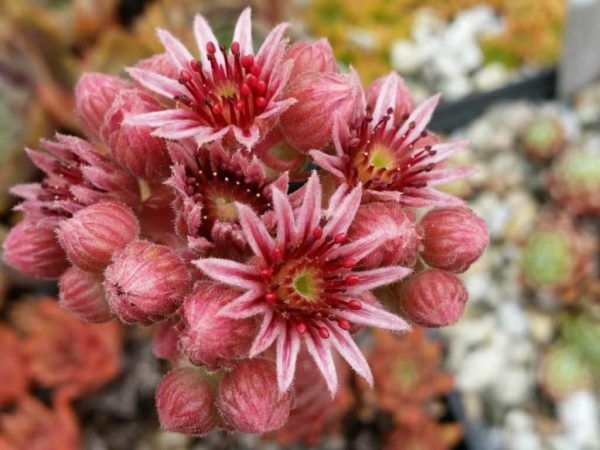 Faramir Succulent - Hens & Chicks Houseleek Sempervivum Plant - 4 inch pot
