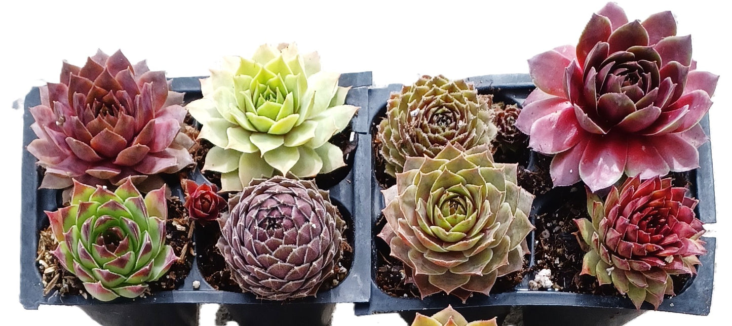 Live Succulents 12 pack of Cold Hardy Hen and Chick Sempervivum Easy Care Plants approx 2" each Wedding Favors Crafts Gift