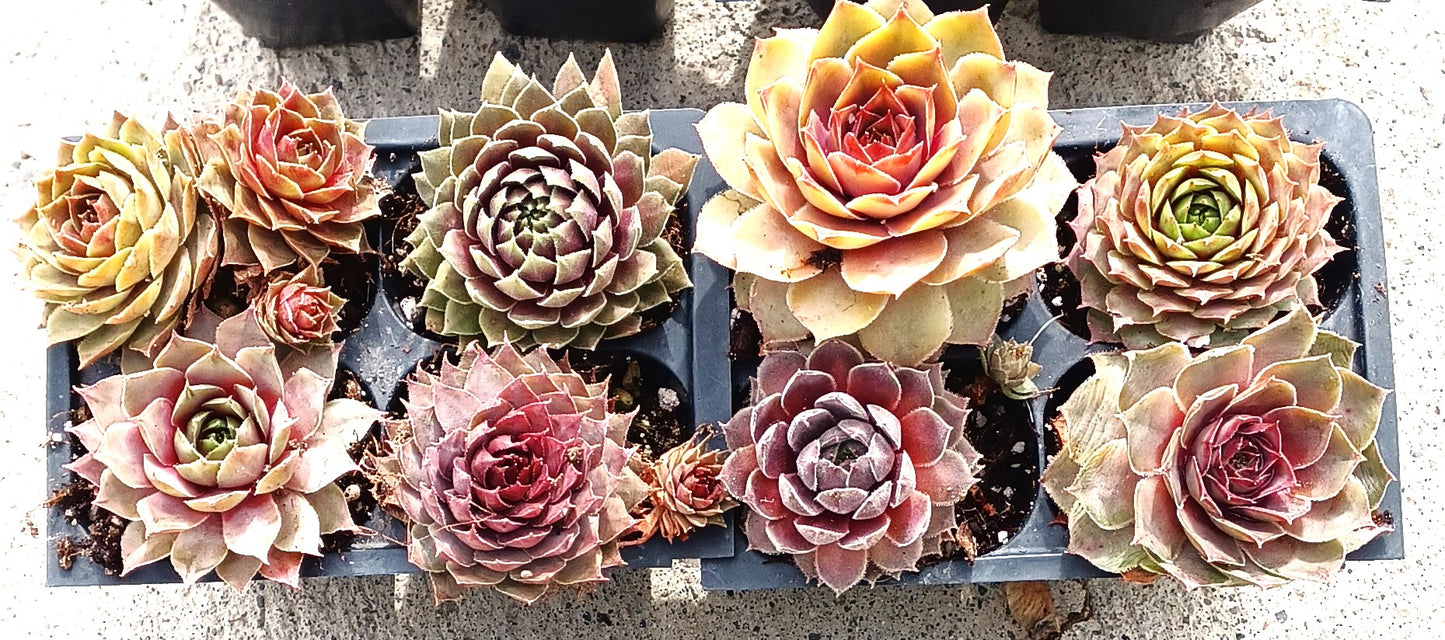 Live Succulents 12 pack of Cold Hardy Hen and Chick Sempervivum Easy Care Plants approx 2" each Wedding Favors Crafts Gift