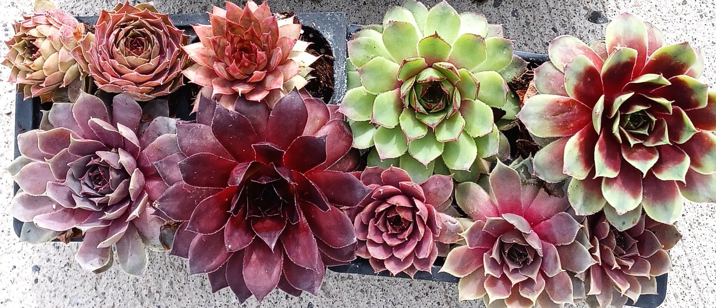 Live Succulents 12 pack of Cold Hardy Hen and Chick Sempervivum Easy Care Plants approx 2" each Wedding Favors Crafts Gift