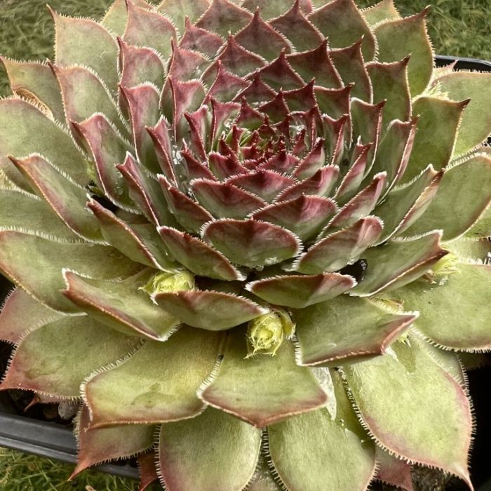 Chick Charms Butterscotch Baby Sempervivum 4 Inch Pot