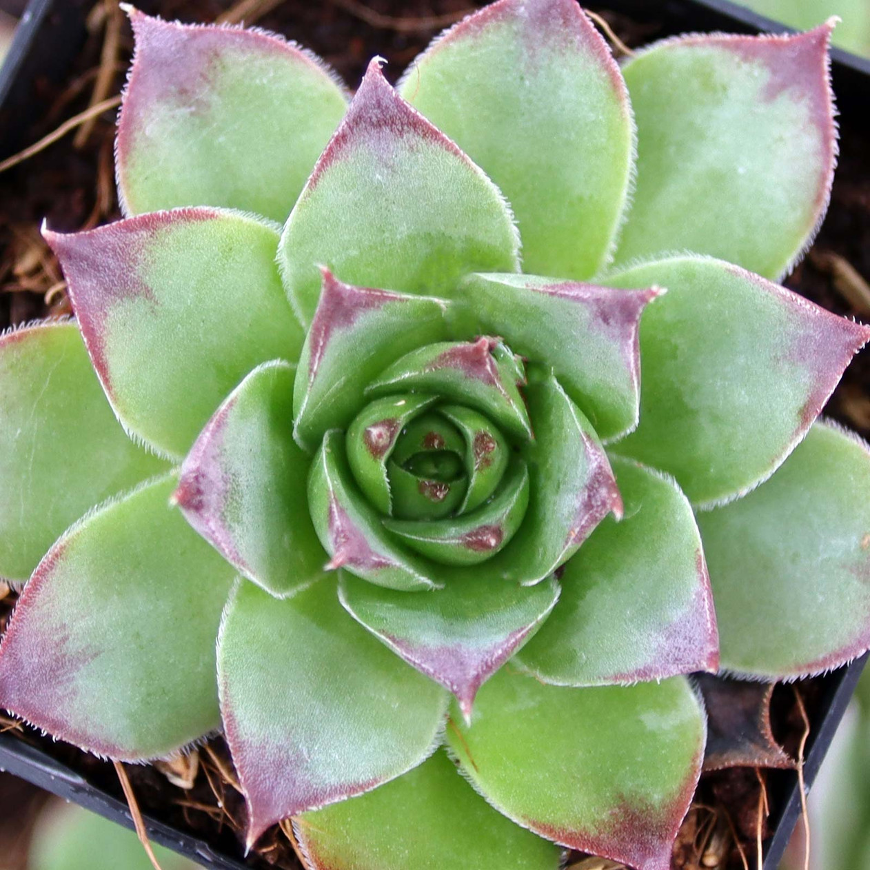 Albidum Succulent Hens & Chicks Sempervivum Plant - 4 inch pot