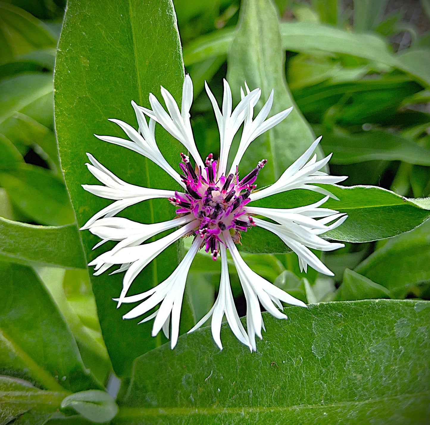 Amethyst in Snow Mountain Cornflower - Bachelor Button - Centaurea Montana Plant - 1 quart pot