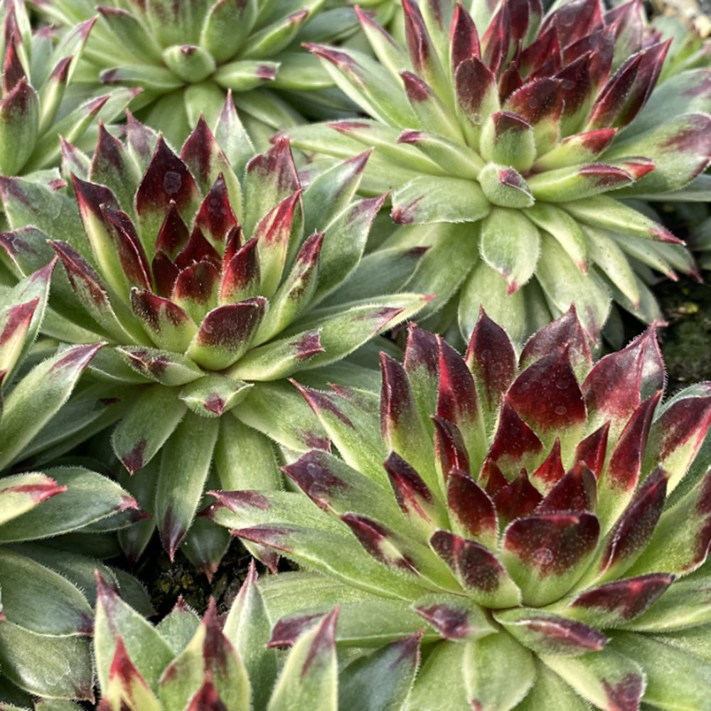 Apple Teaser Succulent - Hens & Chicks Houseleek Plant by Chick Charms® - 4 inch pot