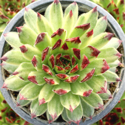 Apple Teaser Succulent - Hens & Chicks Houseleek Plant by Chick Charms® - 4 inch pot