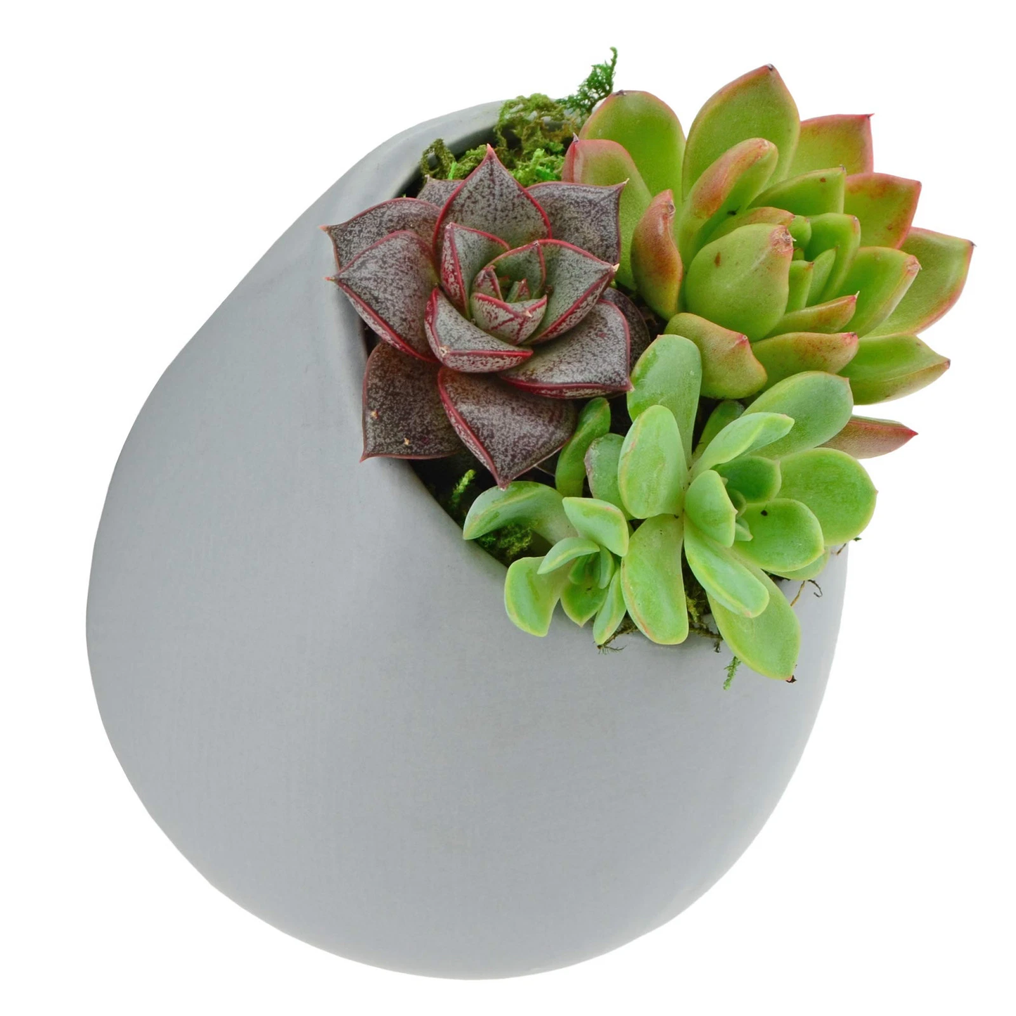 Light Gray Large Round Wall Planter - Vertical Gardening by Arcadia 6.2" tall