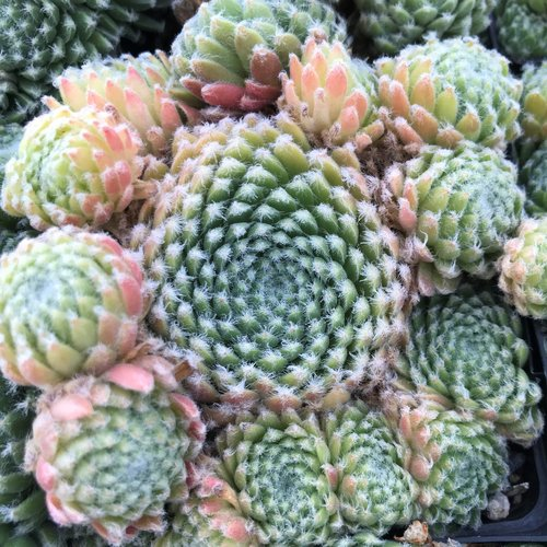 Ashes of Roses Succulent - Hens and Chicks Sempervivum Plant - 4 inch pot
