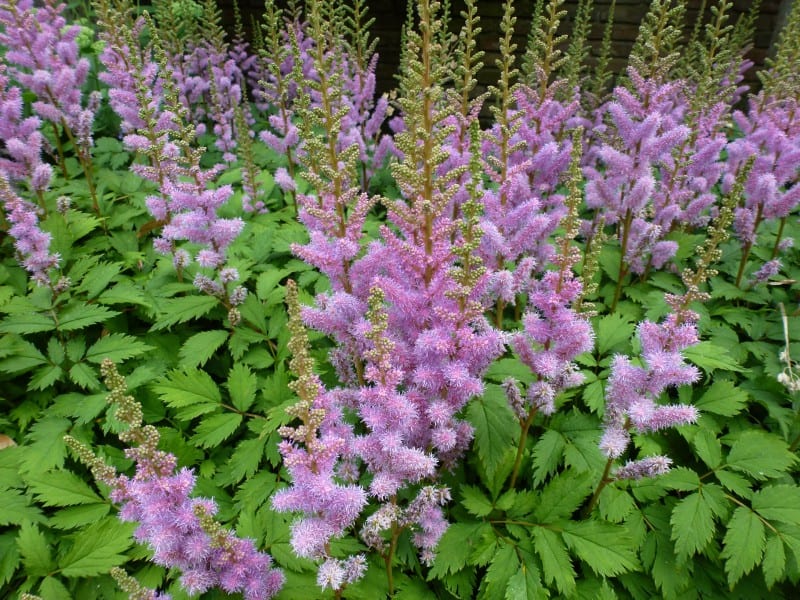Pumila Dwarf Chinese Astilbe Plant - 1 gallon pot