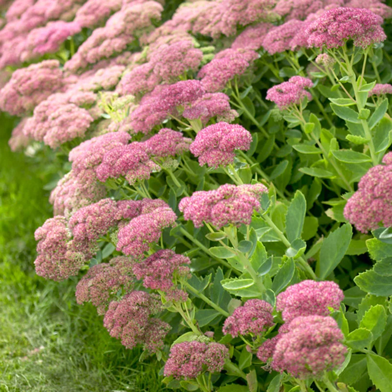 Autum Joy Succulent - Stonecrop Sedum Plant - 1 gallon pot
