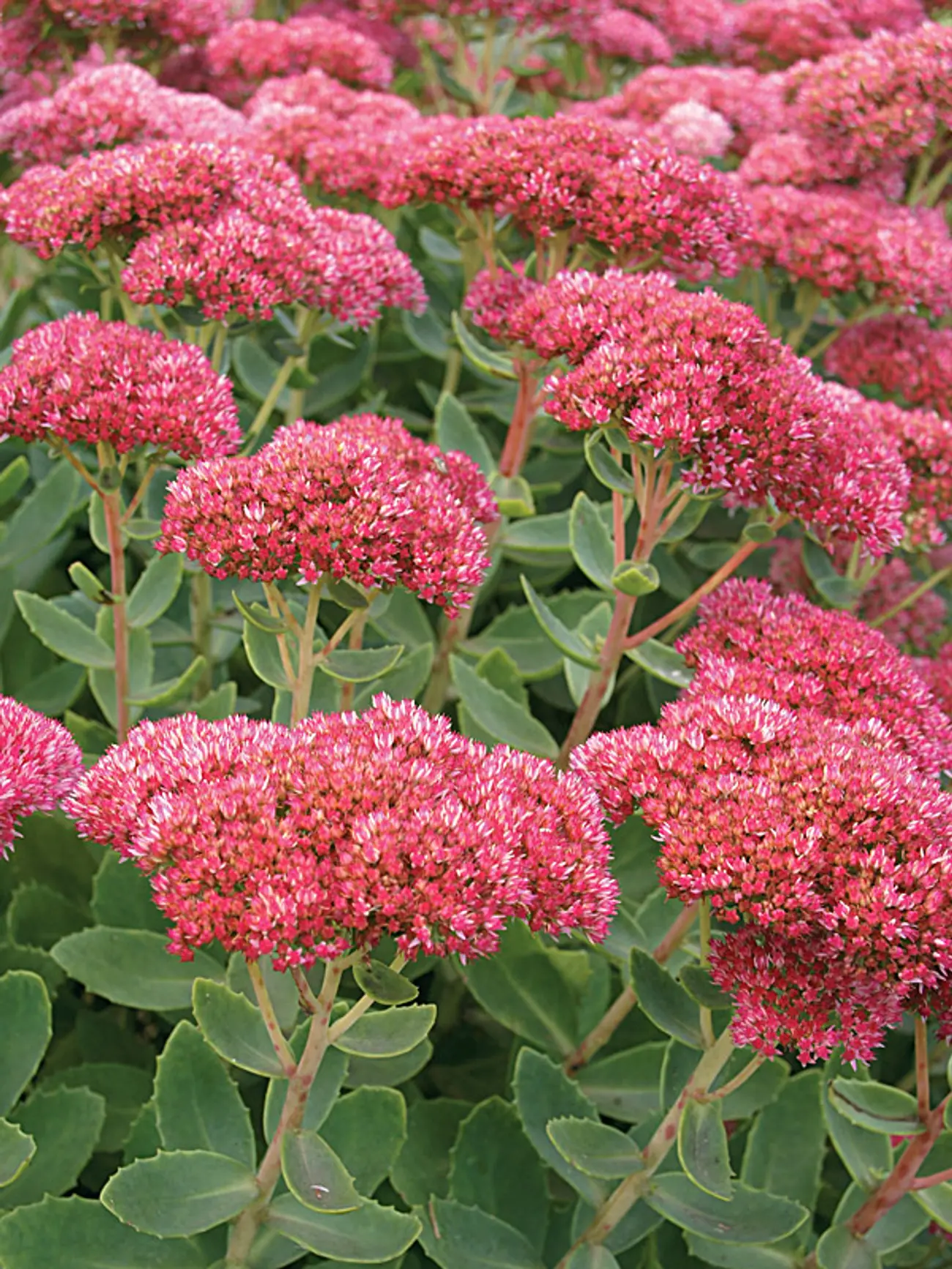 Autumn Fire Succulent - Stonecrop Sedum Succulent Plant - 1 gallon pot