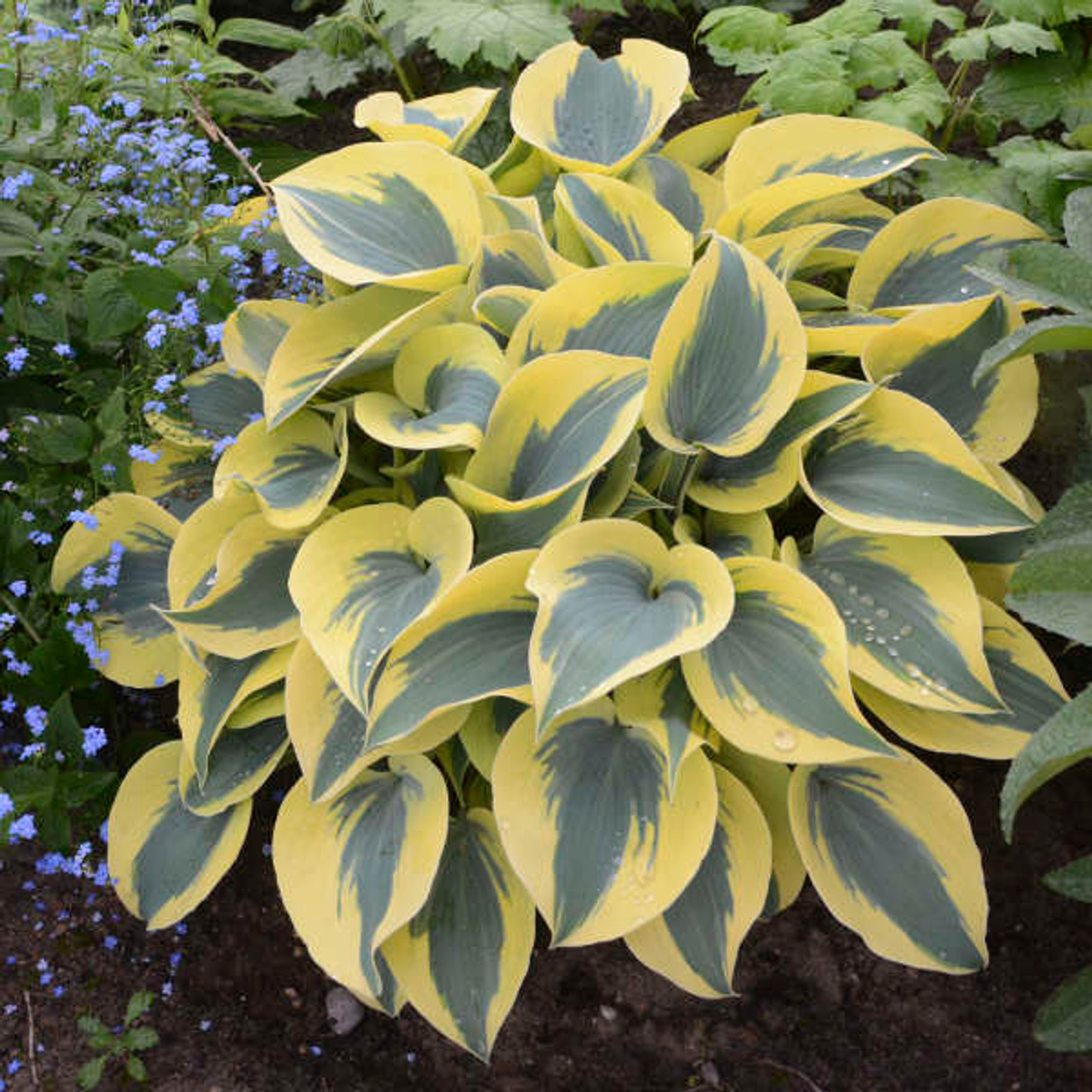 Autumn Frost Hosta - Shadowlands Collection - Plantain Lily Plant by Proven Winners - 1 Gallon Pot