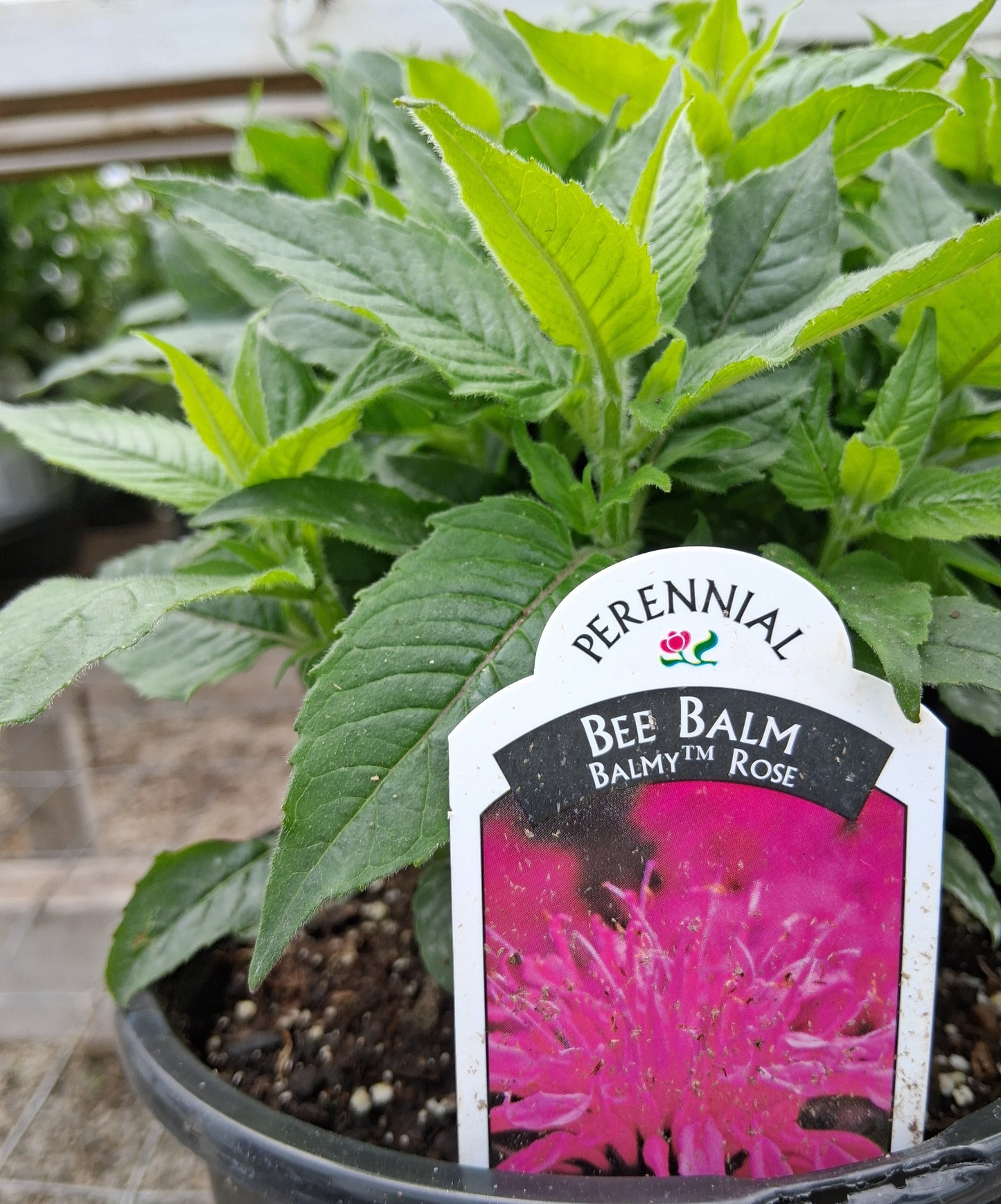 Balmy Rose Bee Balm Monarda Plant - 1 gallon pot