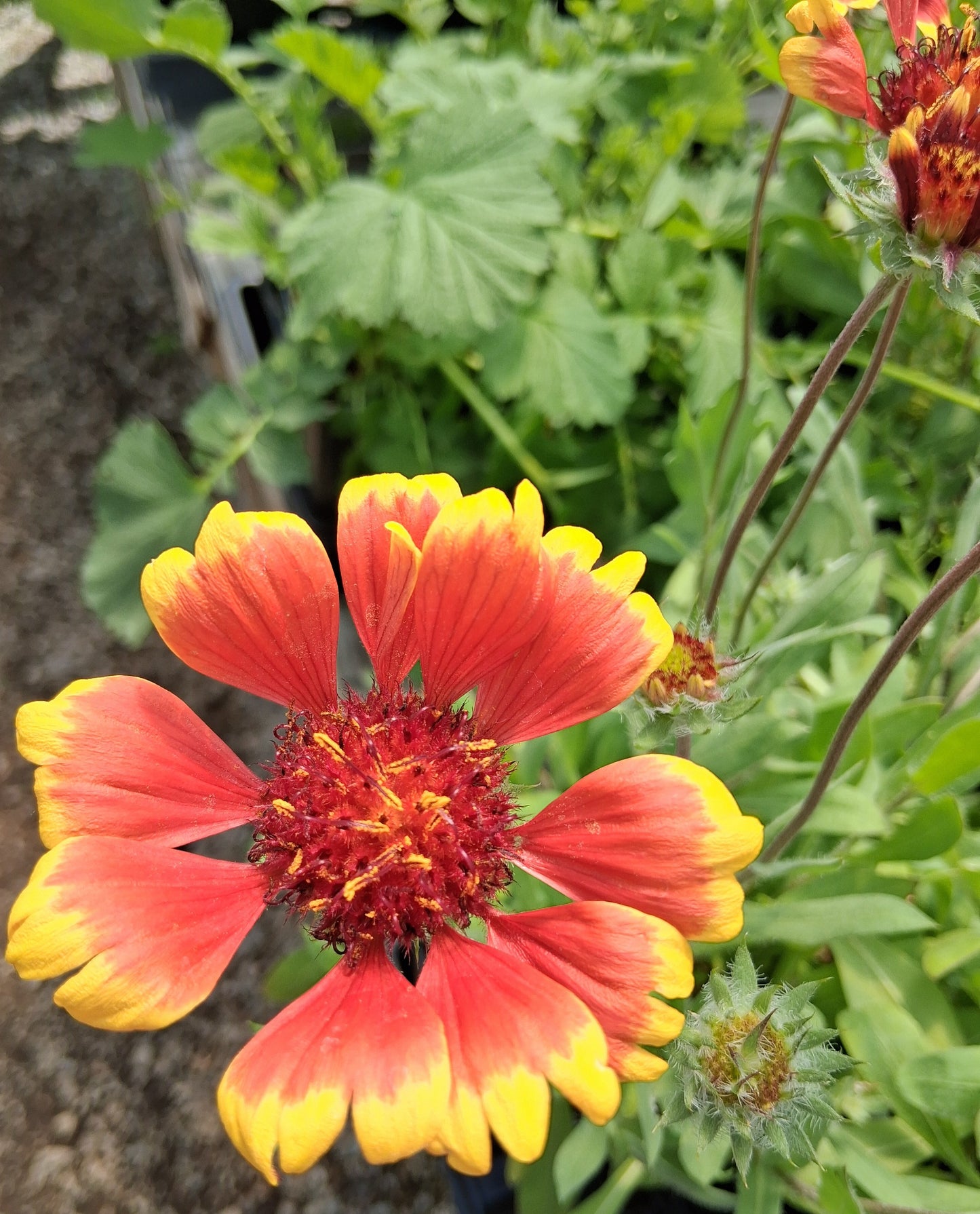 Goblin Blanket Flower - Gaillardia Perennial Plant - 1 quart pot