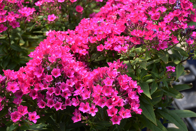 Early® Cerise Garden Phlox is a vibrant fuschia pink and deep green leaves and can be very striking when used in mass planting or border plants.